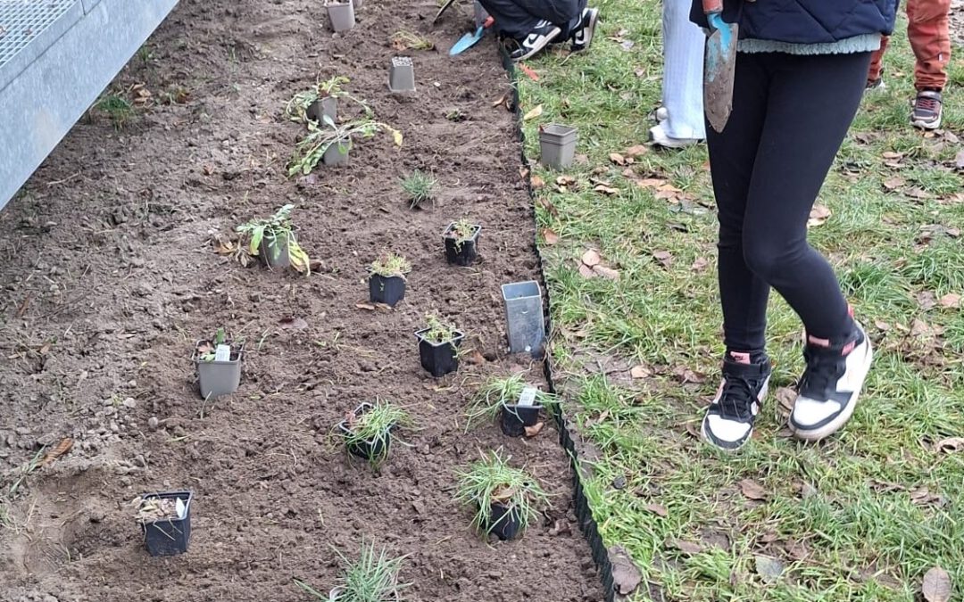 Pflanzaktion auf dem Schulhof