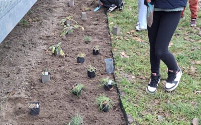 Pflanzaktion auf dem Schulhof